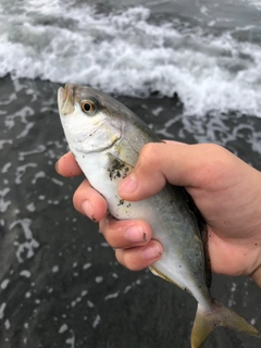 ショゴの釣果