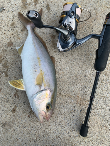 ショゴの釣果