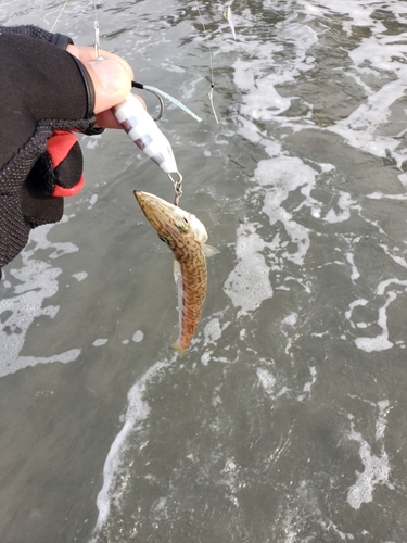 カマスの釣果