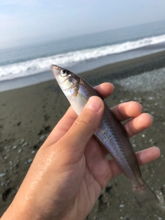 シロギスの釣果