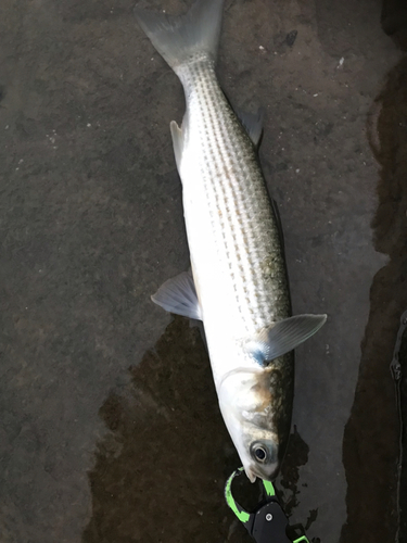 ボラの釣果