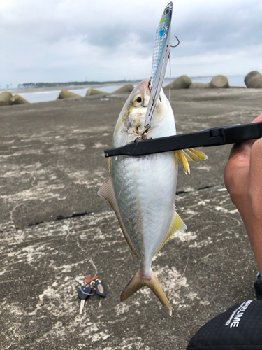 ショゴの釣果