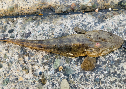 マゴチの釣果