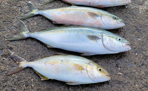 ワカシの釣果