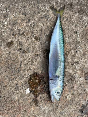 サバの釣果