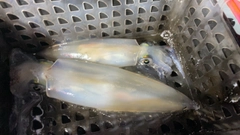 ケンサキイカの釣果