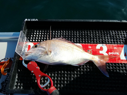 マダイの釣果