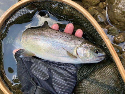 アマゴの釣果