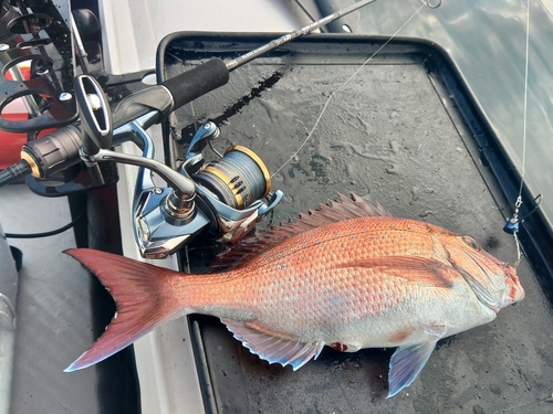 タイの釣果