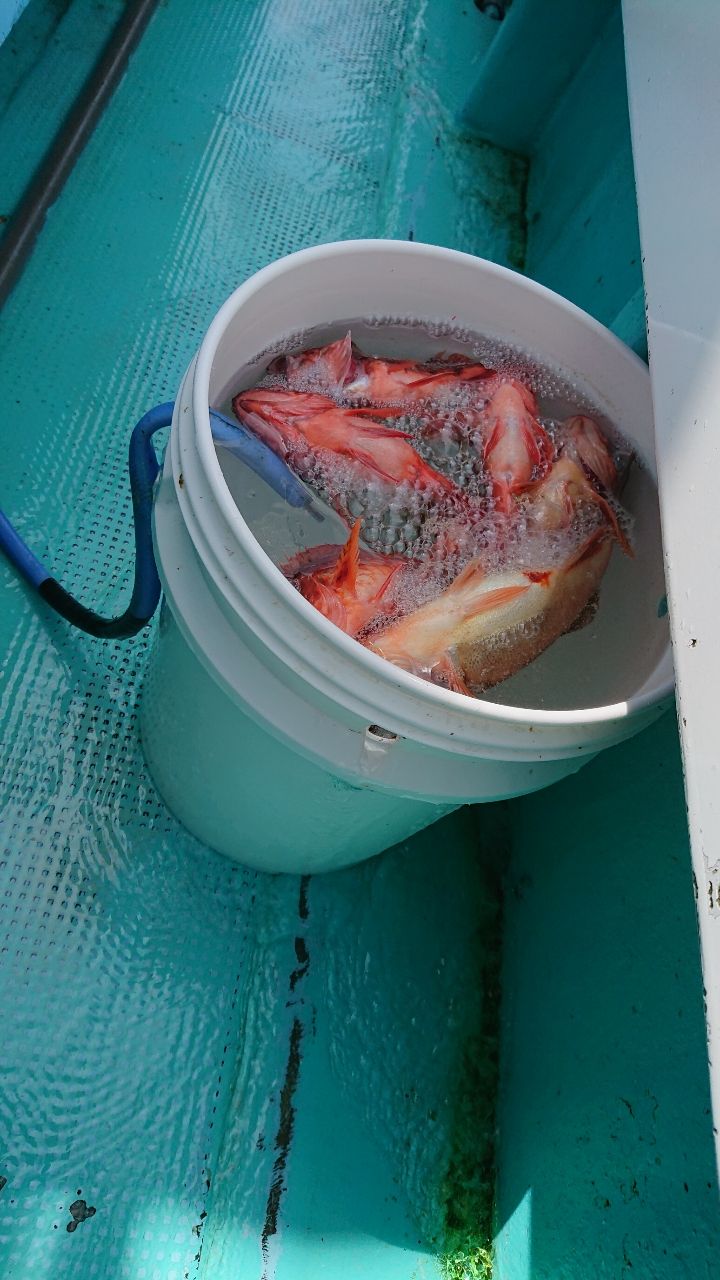 釣りバカじいさんさんの釣果 2枚目の画像