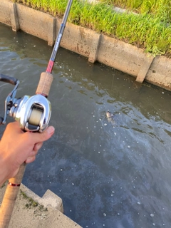 ナイルティラピアの釣果