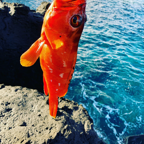 アカハタの釣果