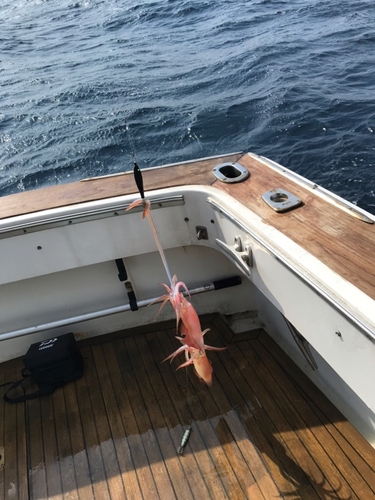 ケンサキイカの釣果