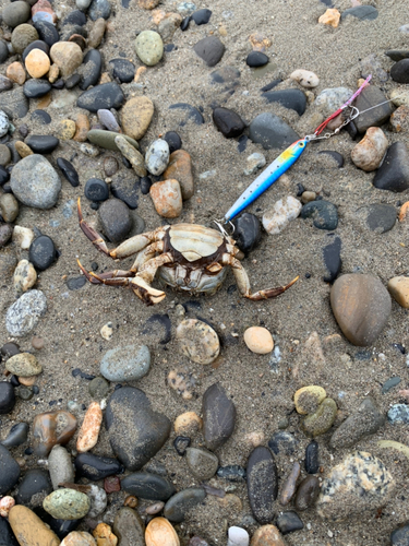 カニの釣果