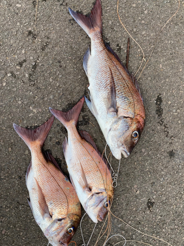 マダイの釣果