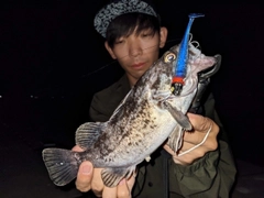 クロソイの釣果