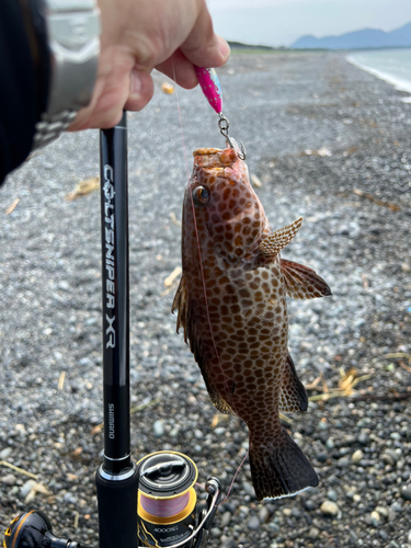 オオモンハタの釣果