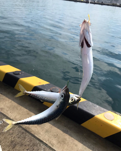 サバの釣果