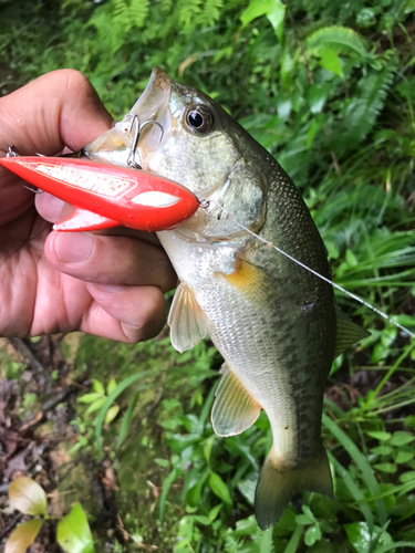 ブラックバスの釣果