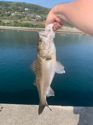 スズキの釣果