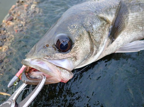 スズキの釣果