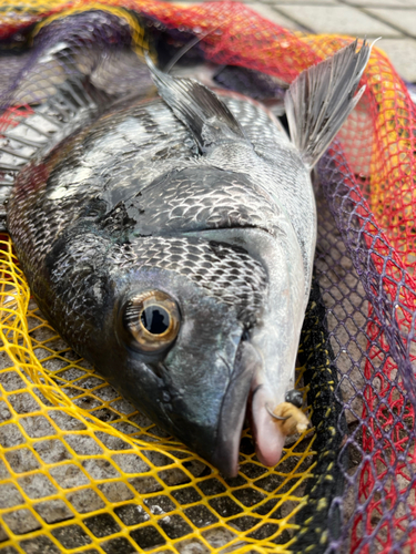 クロダイの釣果