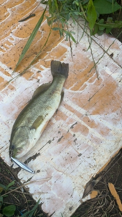 ブラックバスの釣果