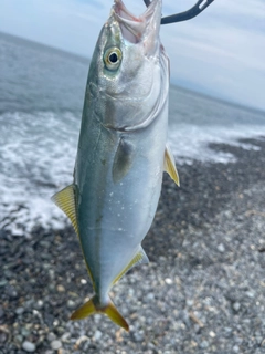 ワカシの釣果