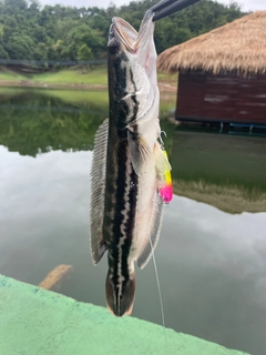 トーマンの釣果