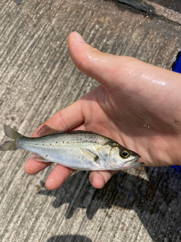 セイゴ（タイリクスズキ）の釣果