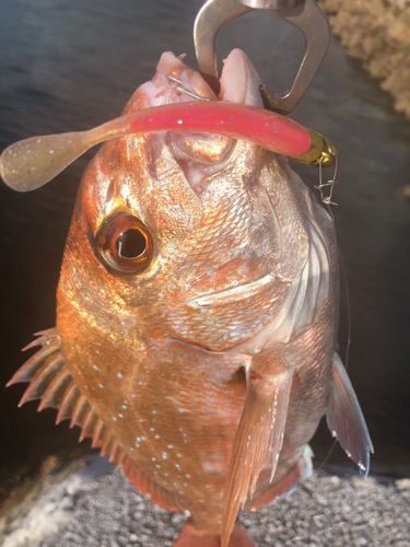 タイの釣果