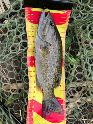 スモールマウスバスの釣果