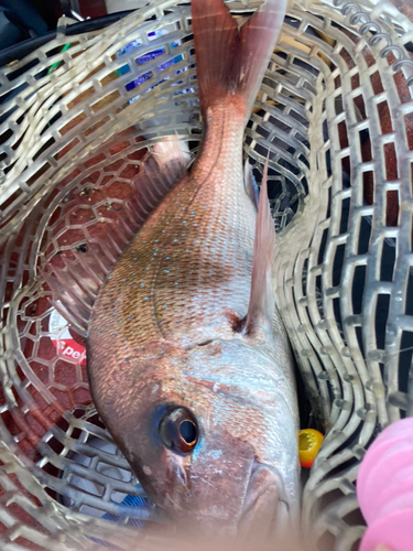 マダイの釣果