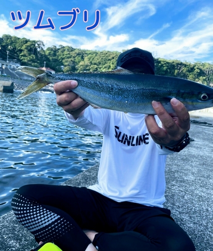 ツムブリの釣果