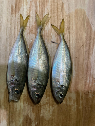 アジの釣果