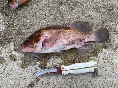 アコウの釣果