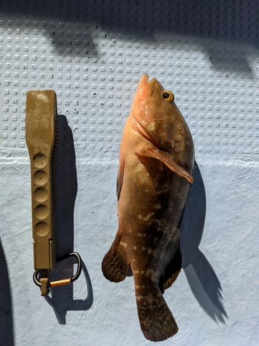 アコウの釣果