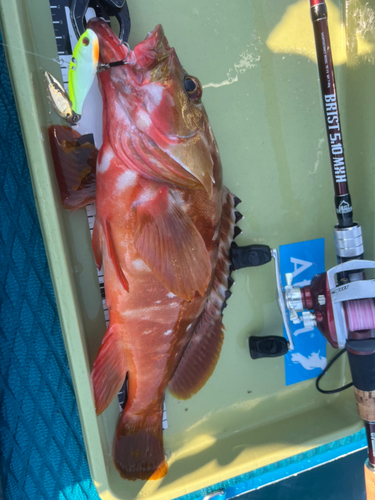 アカハタの釣果