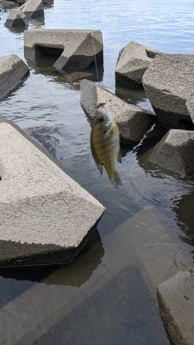 ブルーギルの釣果