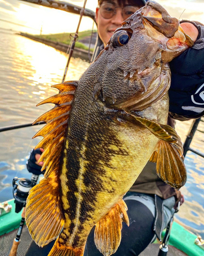 シマソイの釣果