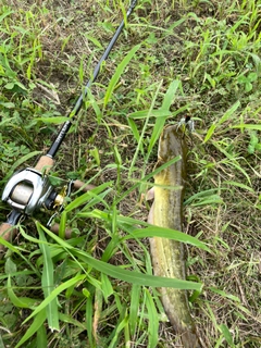 ナマズの釣果