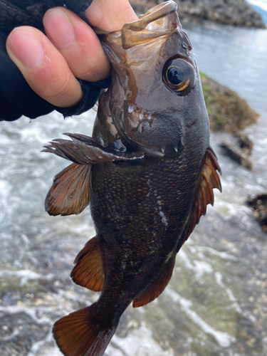 エゾメバルの釣果