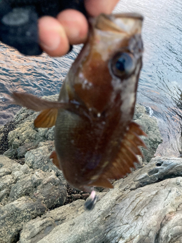 エゾメバルの釣果