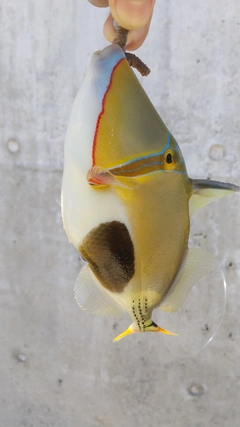 モンガラカワハギの釣果