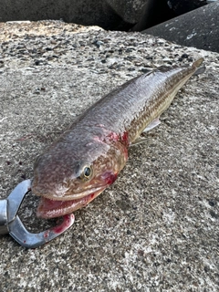 エソの釣果