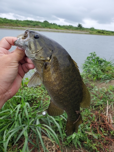 釣果