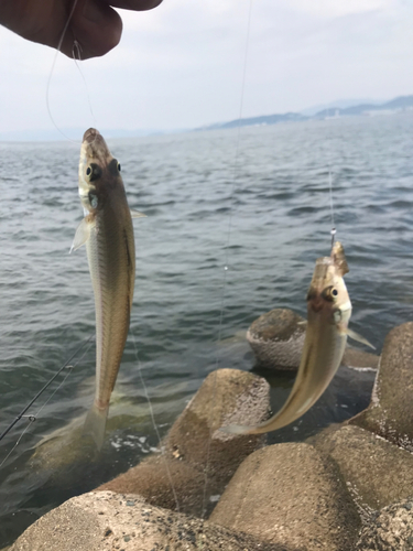 キスの釣果