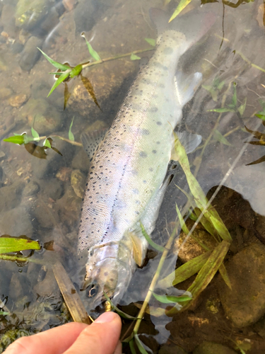 ヤマメの釣果