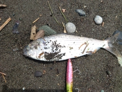 コノシロの釣果