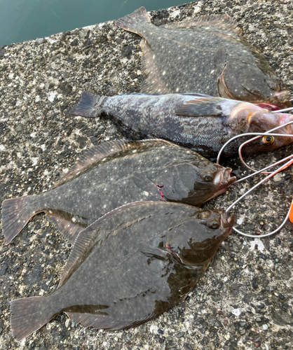 イシガレイの釣果